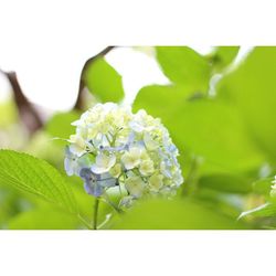 Close-up of white flowers