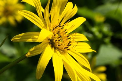 Close-up of yellow flowering plant