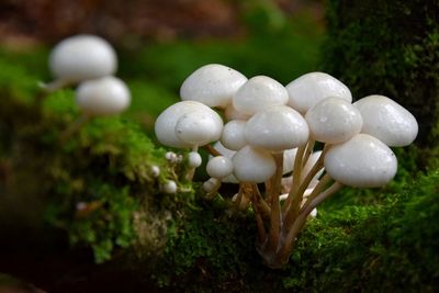 Close-up of white mushrooms growing on plant