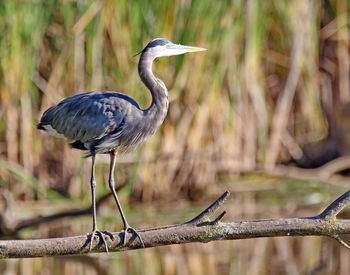 Side view of bird against blurred background