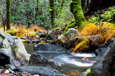 Stream flowing through rocks in forest