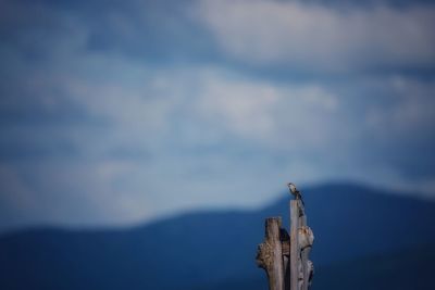 Close-up of lizard on wooden post against sky