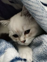 Close-up portrait of kitten relaxing on bed