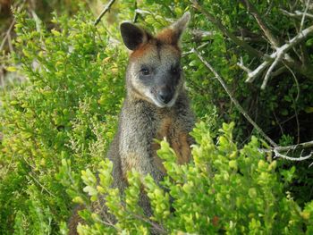 Portrait of squirrel on tree