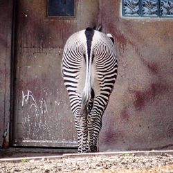 Zebra zebras