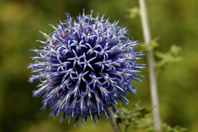 Close-up of thistle flower