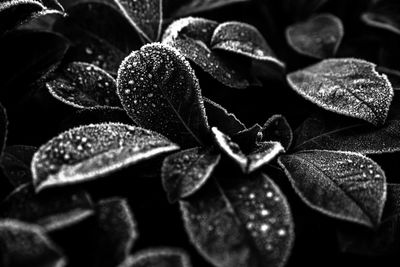 Full frame shot of leaves with ice