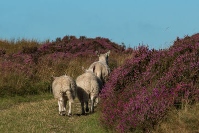 Sheep on field against sky