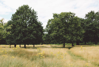 Trees growing on grassy field against sky