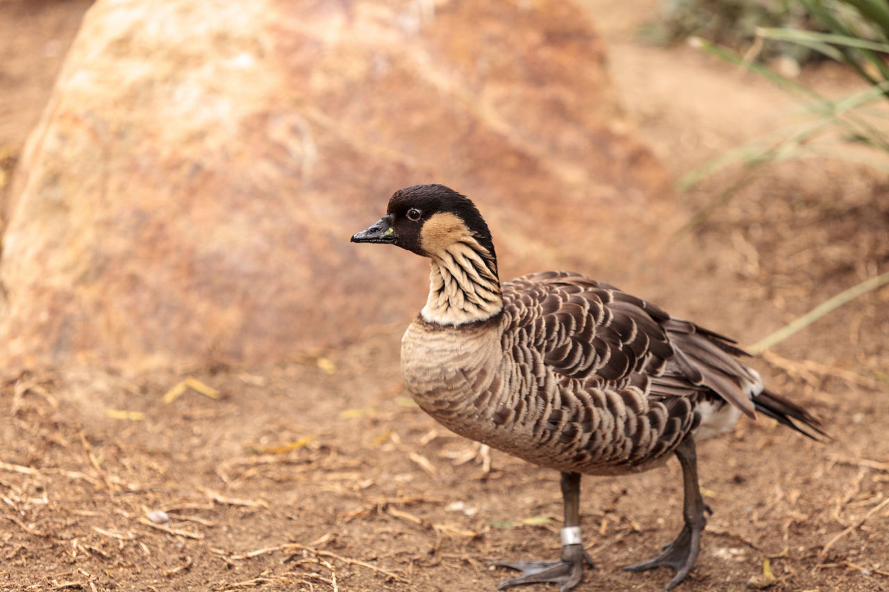 Hawaiian goose