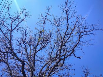 Low angle view of bare tree against blue sky