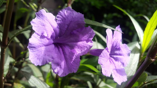 Close-up of purple flowers blooming outdoors