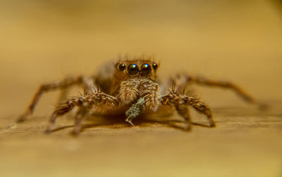 Spider on surface