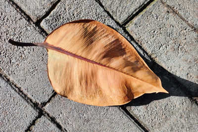 Exotic dry brown leaf lies on cobblestone path, close-up, top view