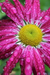 Close-up of flower blooming outdoors