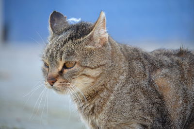 Close-up of a cat looking away