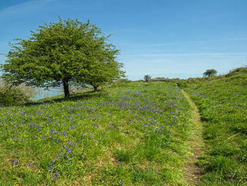 Trees growing on field against sky