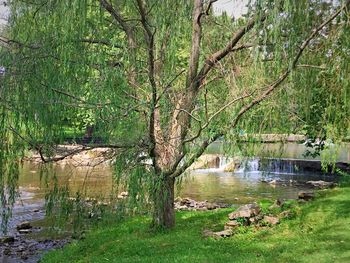 Reflection of trees in water