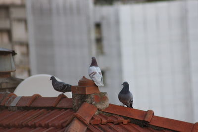 Pigeons perching on roof