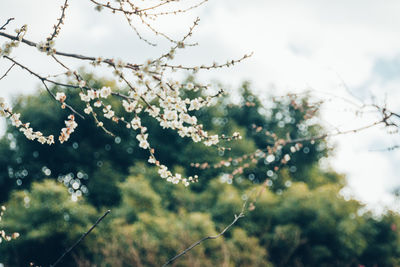 Close-up of flower tree against sky