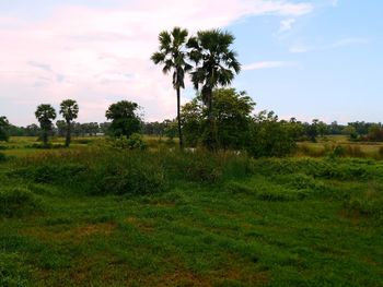 Trees on field against sky