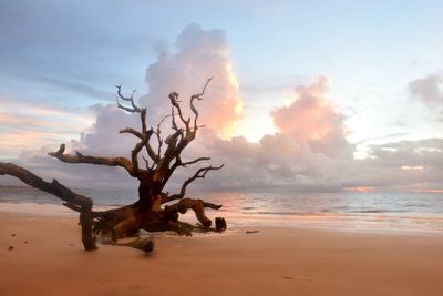 Driftwood on beach against sky during sunset