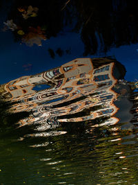 Reflection of trees in water