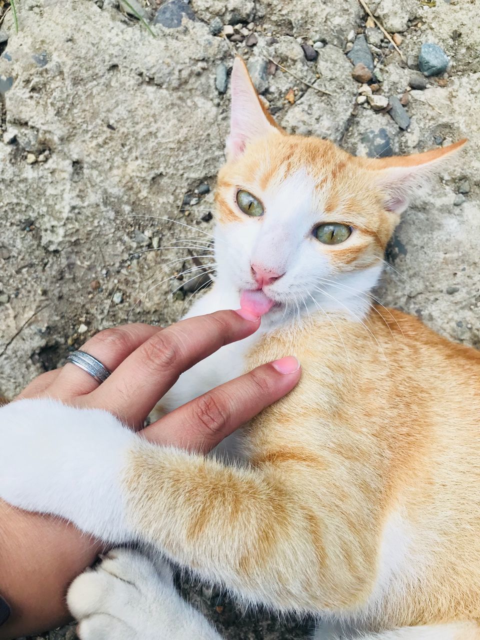 MIDSECTION OF CAT WITH HAND ON STREET