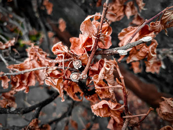 Close-up of dried autumn leaves on tree and color look dry twigs