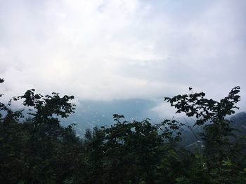 Low angle view of trees against sky