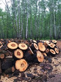 Stack of logs on field in forest