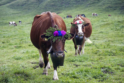 Cows standing in field