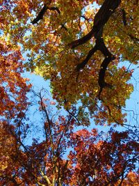 Low angle view of tree