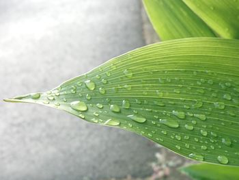 Close-up of raindrops on leaves