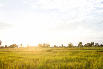 Scenic view of field against sky