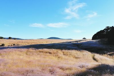 Scenic view of dew on grass field against sky