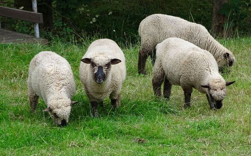 Sheep on field