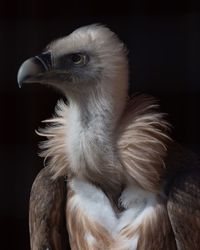 Close-up of eagle against black background