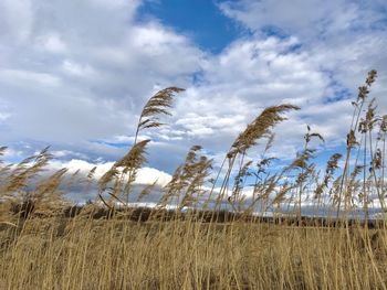 Low angle view of stalks in field against sky