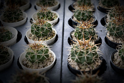 High angle view of potted plants