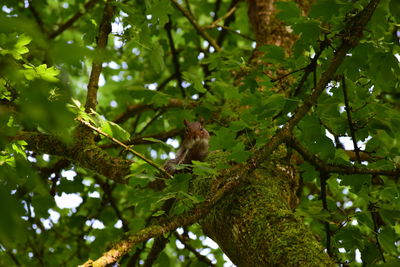 Low angle view of bird perching on tree