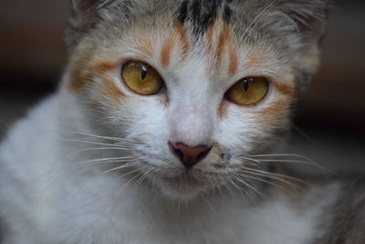 Close-up portrait of cat