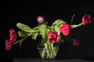 Close-up of pink flowers blooming outdoors