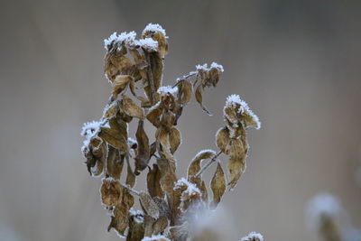 Close-up of snow on dry plant