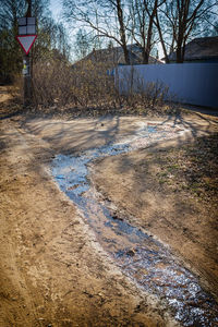 Road by trees