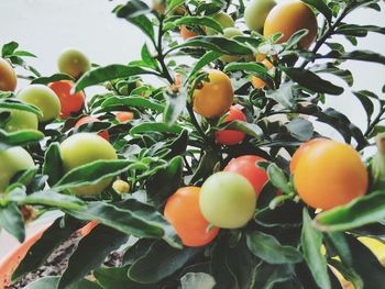 Close-up of oranges growing on tree