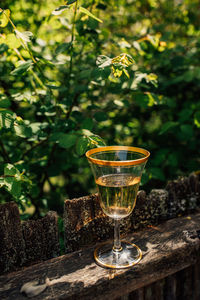 White, rose wine in vintage gold rim glass outdoor on old fence by tree
