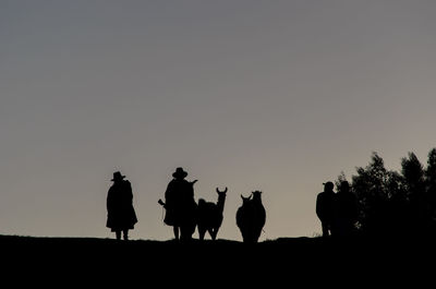 Silhouette men and alpacas on field at dusk