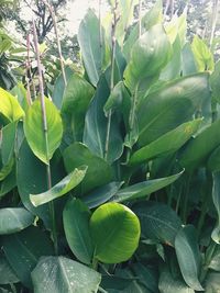 Close-up of green leaves