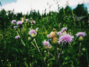 Close-up of purple flowers blooming in field